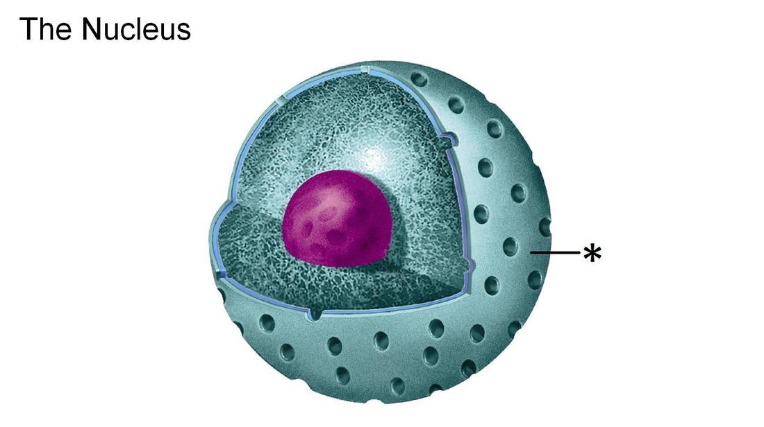 Nuclear Envelope The Eukaryotic Cell